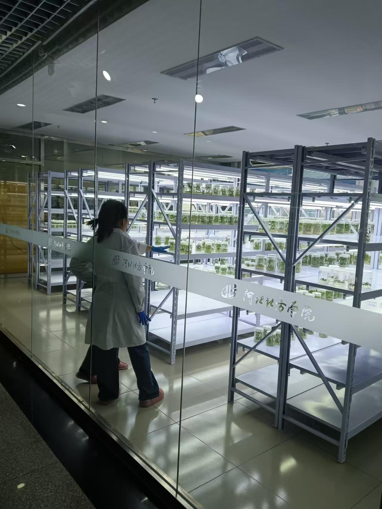 石景山植物组培室设计的基本布局有哪些?